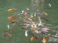 2007 07 17 BALI 0055